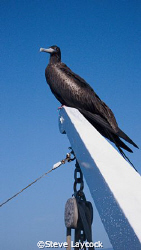Magnificant frigate bird joins our boat by Steve Laycock 